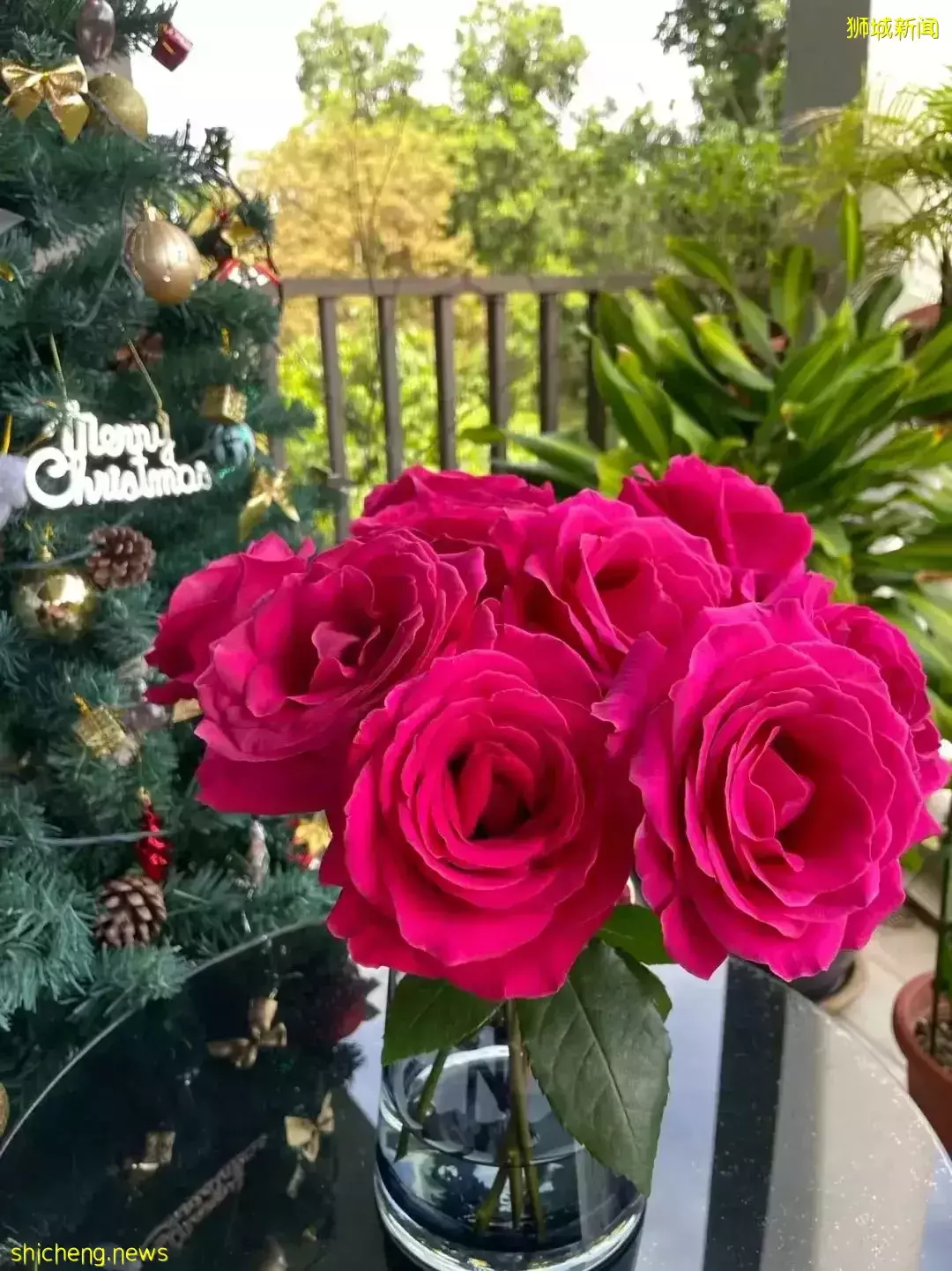 鮮花在熱帶也能養1個月？資深花友新加坡買花、養護大揭秘