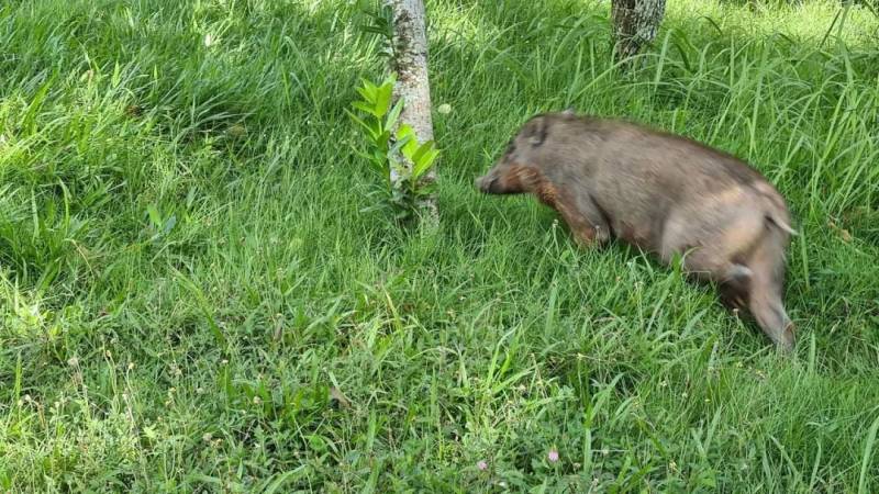 突發！這個海灘驚現一群巨型椰子蟹，還搶燒烤吃！新加坡也被鳄魚、蜥蜴、蟒蛇、水獺、猴子、野豬、野雞嚇到過