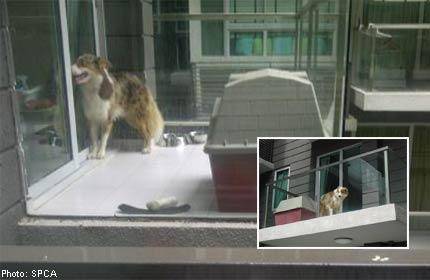 不知道這些,千萬別在新加坡養動物!