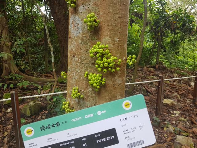 新加坡旅行体验官游记，穿越海军部公园：残疾人秋千和小雨林