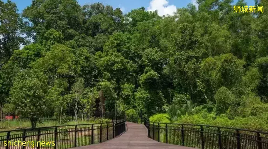 新加坡已种超过32万棵树，“天然氧吧”期待一下