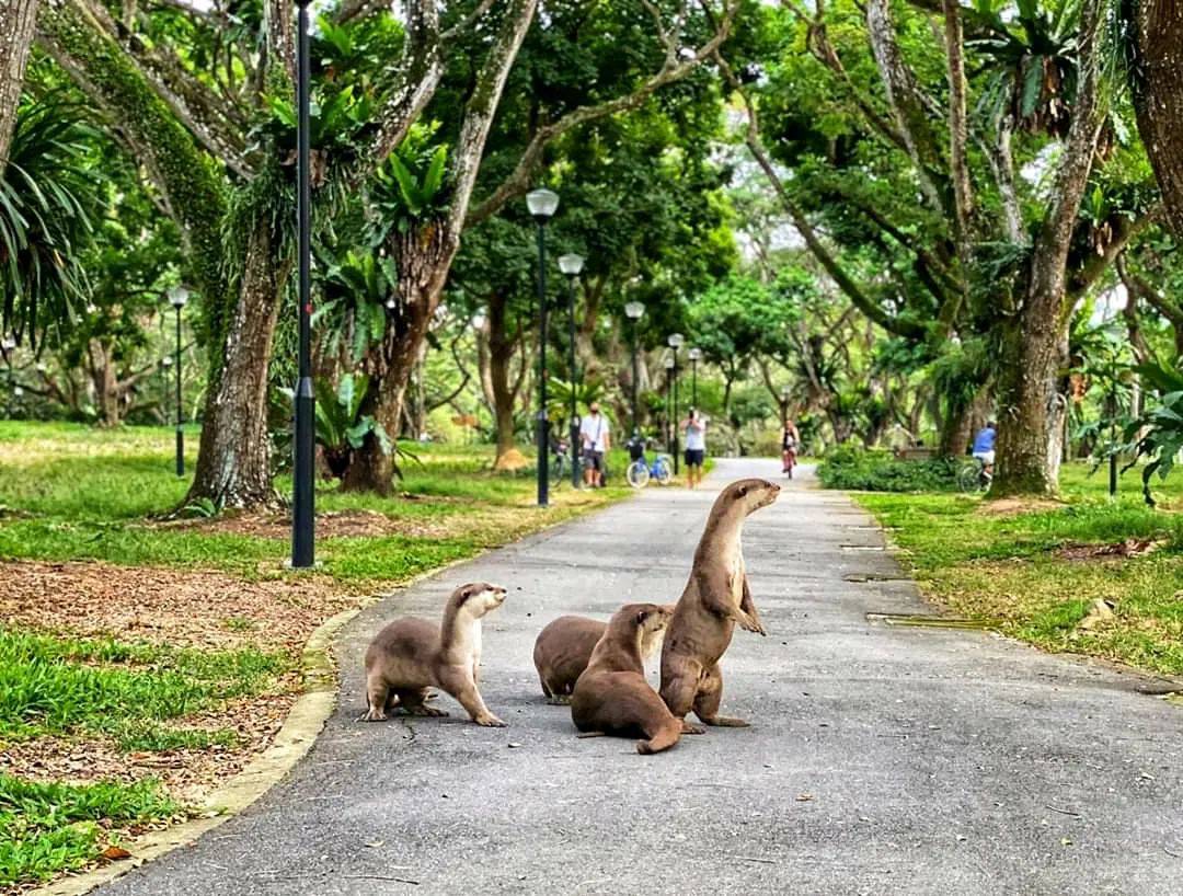 新加坡最好玩的海灘公園!趕海、騎馬、劃艇、樹籬迷宮、燒烤露營,超適合家庭出遊