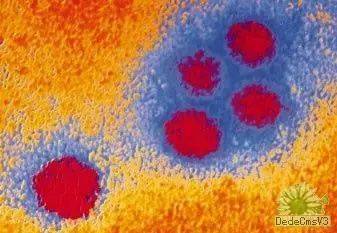 恐怖!新加坡今年登革热死亡人数已经超过新冠