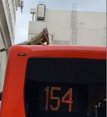 惊!新加坡蓄水池旁出现大量粉色生物……慎点