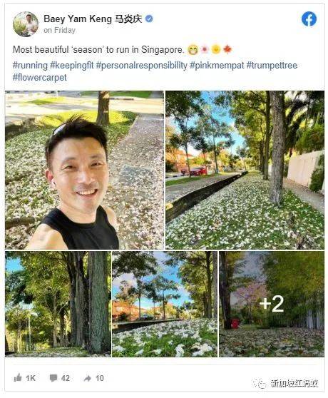 新加坡也有“櫻花”？看看當地領導們如何當起賞花向導