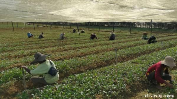 ◤行动管制◢狮城园主“困”哥打菜园 近一个月未回家见妻儿