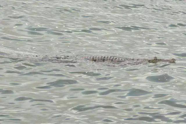 突發！這個海灘驚現一群巨型椰子蟹，還搶燒烤吃！新加坡也被鳄魚、蜥蜴、蟒蛇、水獺、猴子、野豬、野雞嚇到過