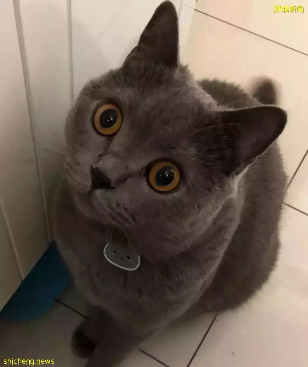 耗时6个月,隔离30天,我的宝贝终于来新加坡跟我团聚了