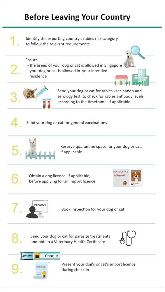 带宠物入境新加坡最全攻略,让‘毛孩子’漂洋过海来陪你,必须收藏