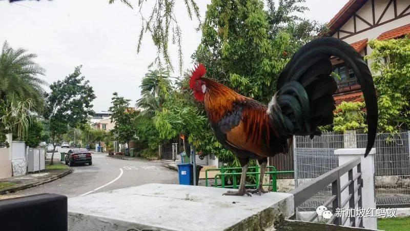 新加坡有多民主? 野鸡、流浪狗和野猪的去留,须由区内居民投票表决