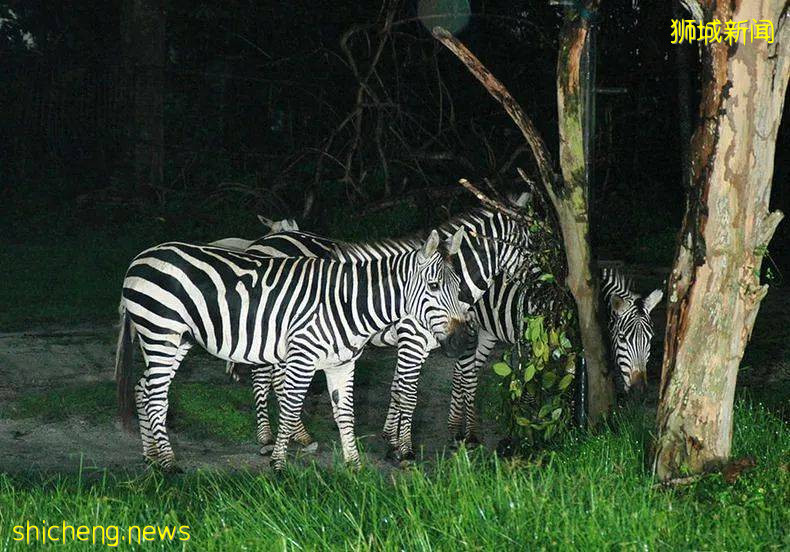 暑期玩转新加坡!领略花园城市的魅力