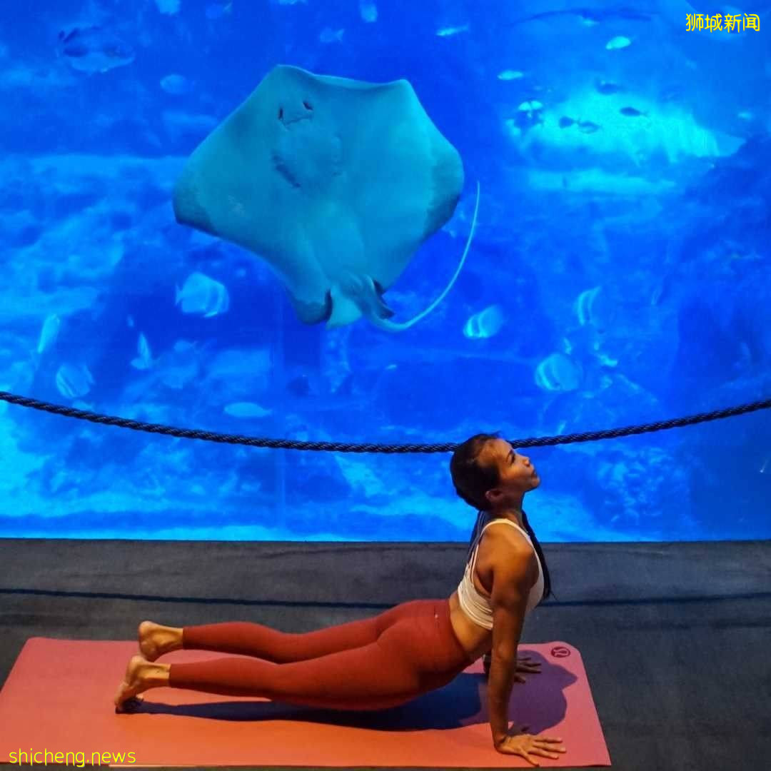 圣淘沙海洋馆水下瑜伽体验！海洋美景在你眼前、营造舒缓氛围🐳徜徉在海底世界里💙 