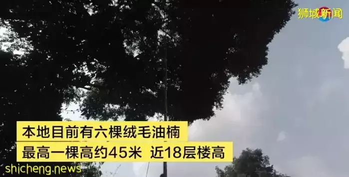 罕见濒危树 全新加坡只有六棵