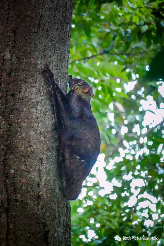 动物园独家闪促优惠!李显龙带头探访小动物