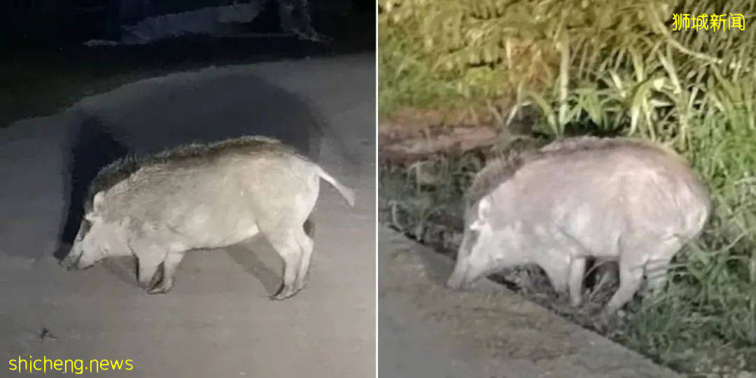 校园里有野猪的原因找到了?NTU 科学家这样说