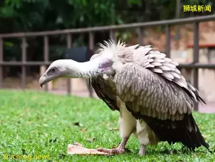 小朋友超爱！裕廊飞禽公园露营！和火烈鸟一起度过美好夜晚