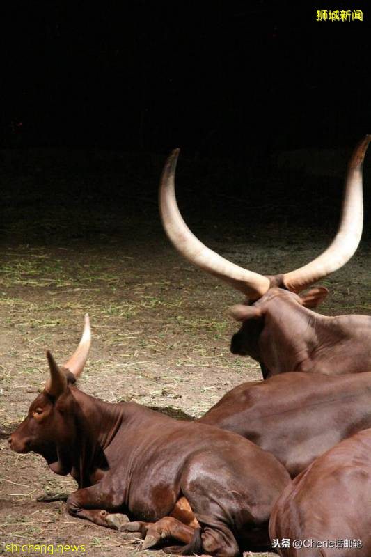 新加坡旅遊3天就夠?看完這篇最全攻略,你還這樣認爲嗎!