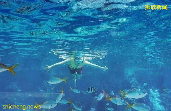 蹦極、過山車、跳傘、水上滑板……新加坡8大冒險活動，你敢來挑戰嗎