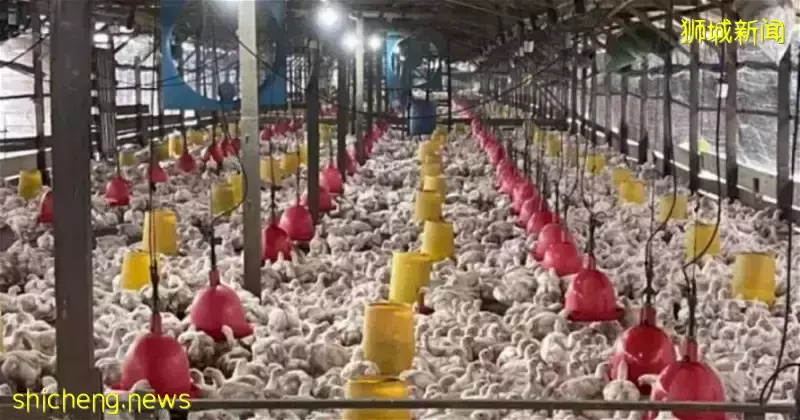 新加坡探讨进口印尼鸡肉可能性