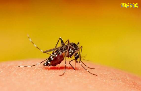 大家注意了！新加坡骨痛熱病例持續飙升！8周人數破千