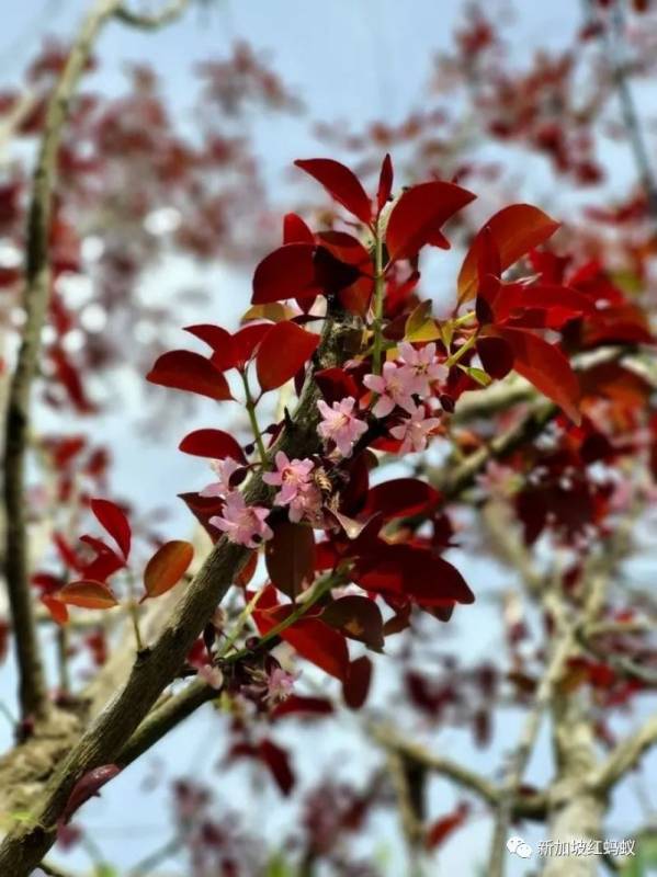 北半球9月刚入秋,新加坡却迎来“第二春”