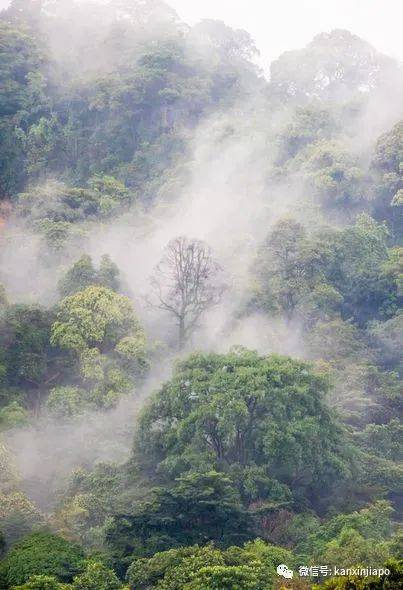 人間仙境!霧氣掩蓋163.63米的武吉知馬山,好夢幻