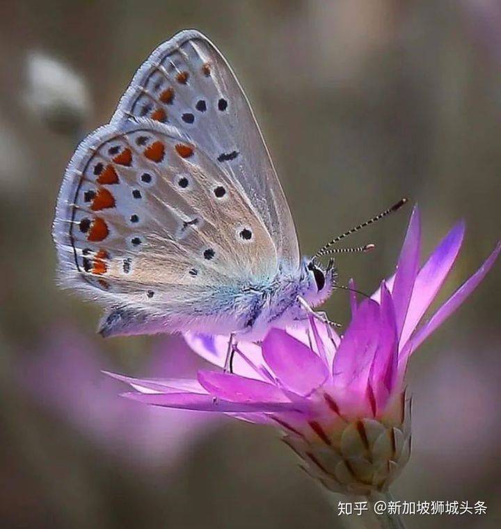 淡滨尼 Tampines: 嬉耍玩乐怎么玩？新加坡最强攻略