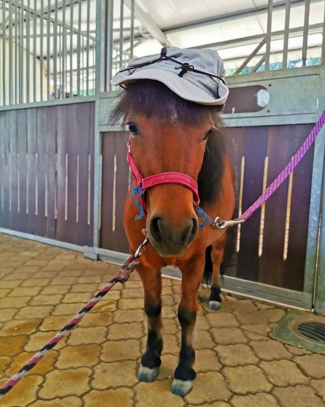 超罕见迷你矮脚马闪现ION!软萌可爱助力公益活动,赶紧来与小马合影打卡吧