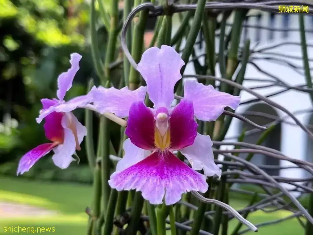 周末免费遛娃好去处，总统府又开放啦~还有表演和许多活动哦