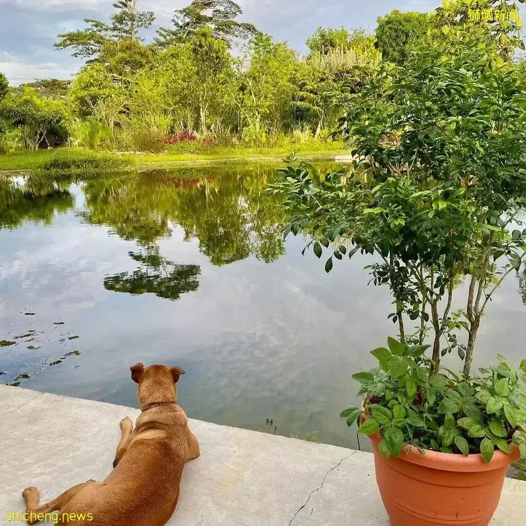 下水抓蛙、摘菜摸鱼、开土摩托……我带娃体验了一把新加坡的农家乐
