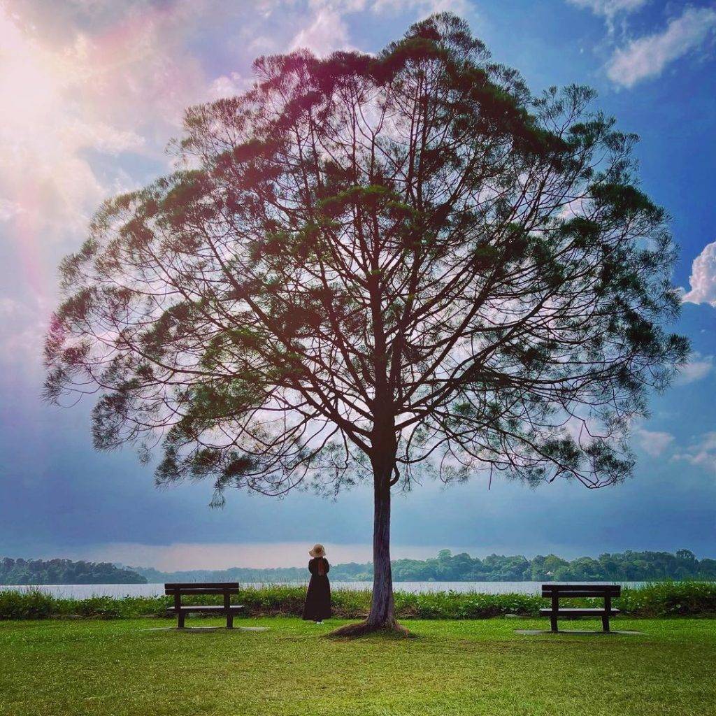 發現這一抹綠💚解鎖新加坡森林系打卡點🌳青翠蔥郁、空靈意境，仙氣爆棚一秒出片⚡