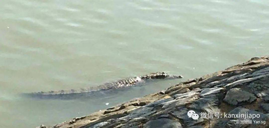 蜥蜴一打七！网友表示：“这是现实版的哥斯拉大战金刚！”