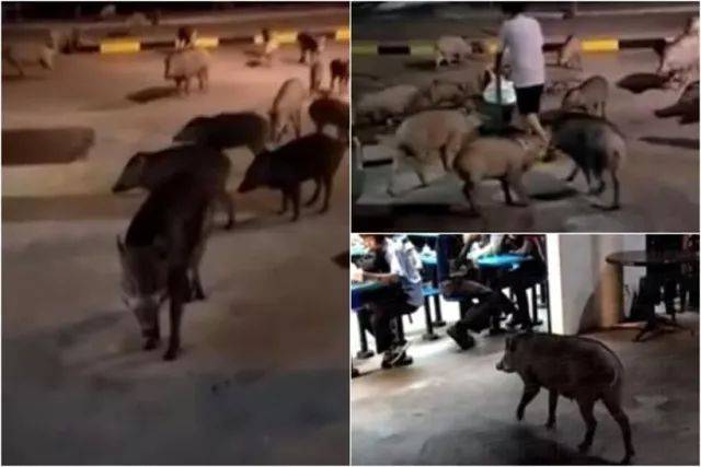 新加坡坟场惊现巨型野猪！网友：收编去动物园吧