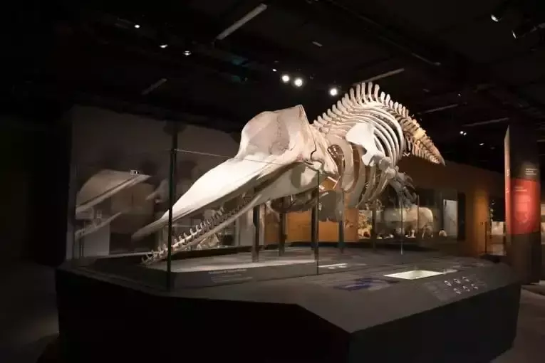 你見過熱戀中的水獺嗎