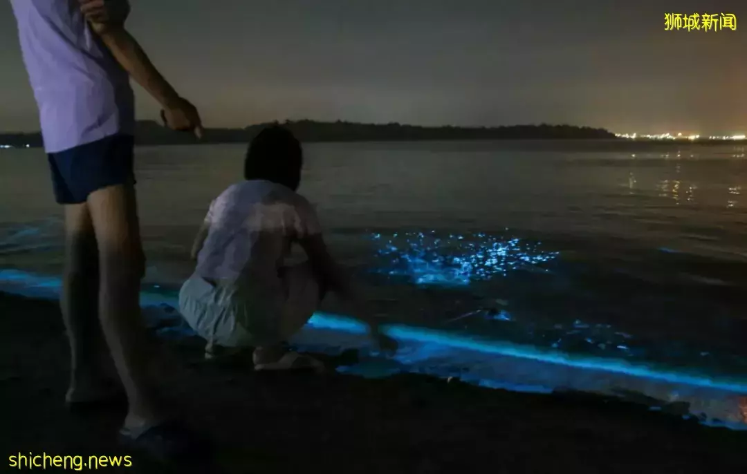 新加坡現“藍色螢光”海浪!這裏擠滿了人,沿路交通擁堵