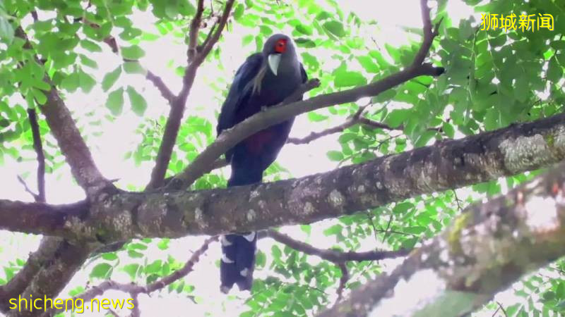 新加坡人少景美的5個遛娃公園,第一個就心動了