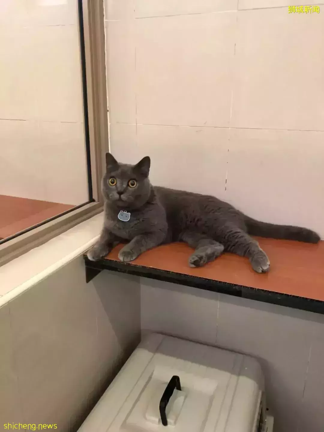 耗时6个月,隔离30天,我的宝贝终于来新加坡跟我团聚了