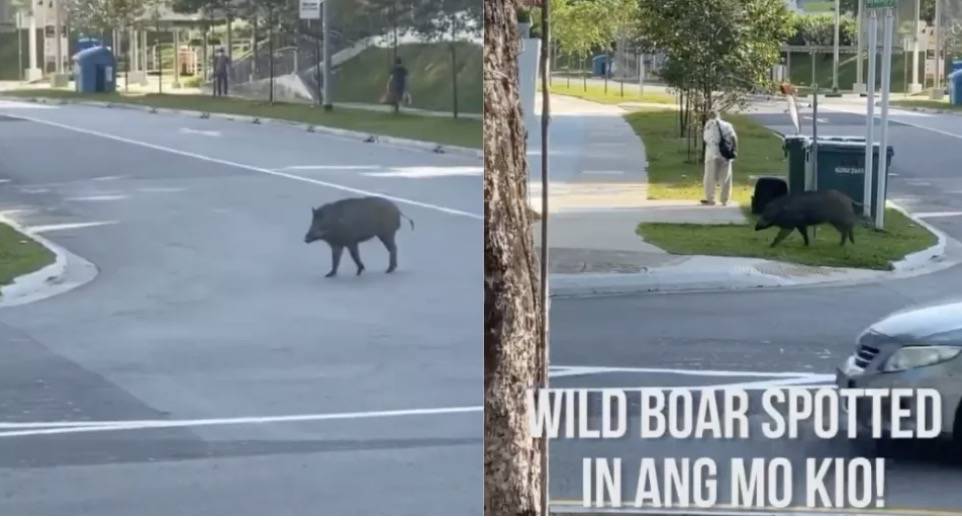 四人在新加坡餵野豬犯法,共被罰1萬新幣!這些罰款規定太多人踩雷