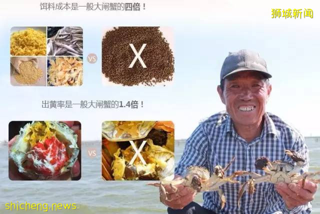铛铛铛！萬衆期待的蟹中“小鮮肉”，舌尖六月黃大閘蟹登陸獅城啦