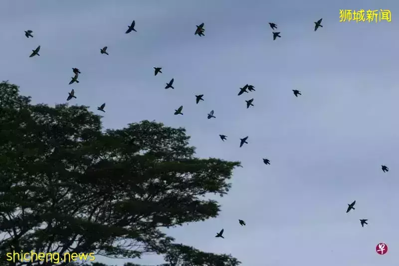 2030年,新加坡人人走路10分钟就能到公园?先去感受一下