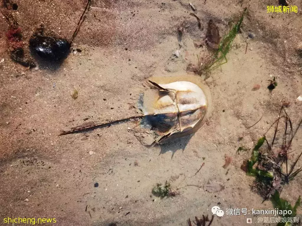 去樟宜海滩赶海吧,那里有最美的日出和从未见过的海洋生物