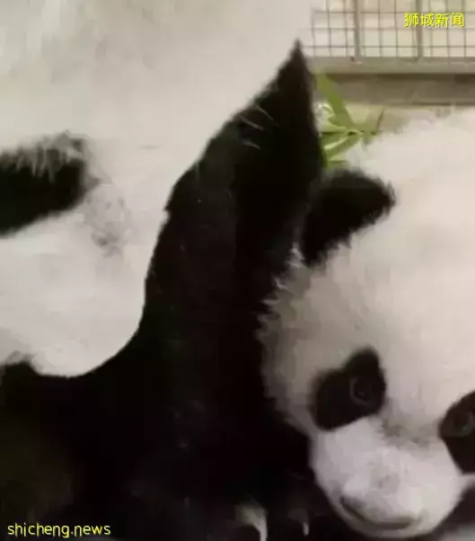 大熊猫宝宝叻叻茁壮成长,“柯基”小短腿爬树太可爱了