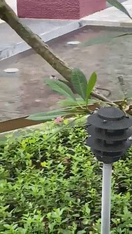 新加坡猴子是游泳健将,天天到公寓嬉水