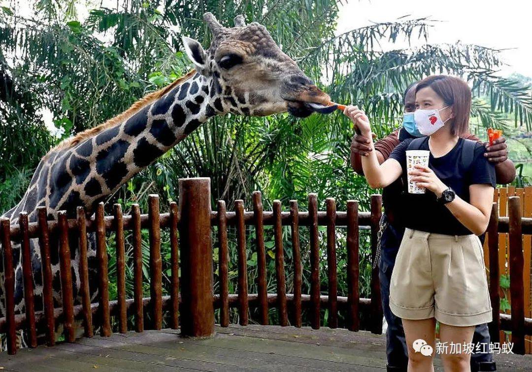 新加坡政府發錢供大家國內遊,爲何只有四分之一國人感興趣