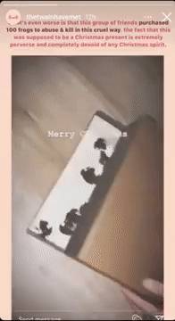 新加坡19岁网红涉嫌虐死青蛙、擅闯犀牛展区,直接被“下狱”