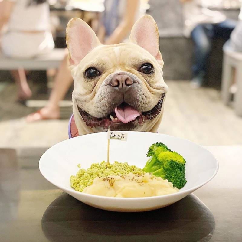 超治愈撸狗圣地 !和狗狗来一场亲密约会🐶 宠物聚集地,把这份可爱收藏起来💌