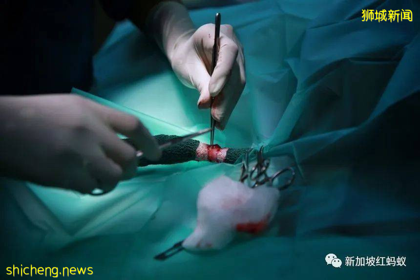 新加坡飛禽公園設有禽類專科醫院　裏面的“病人”最輕5克最重50公斤