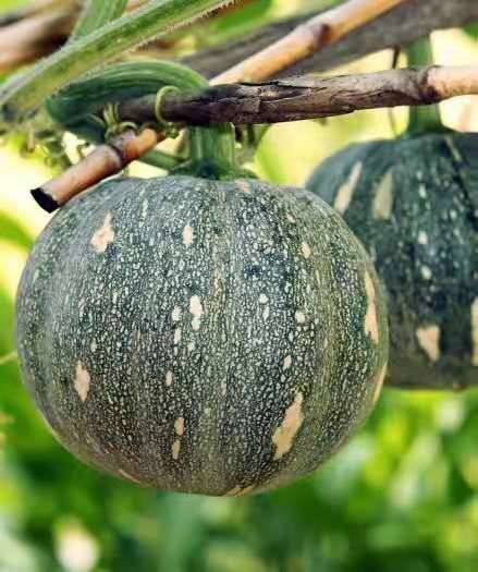 NParks免費送出3000包種子，聖女果、花菜、南瓜籽