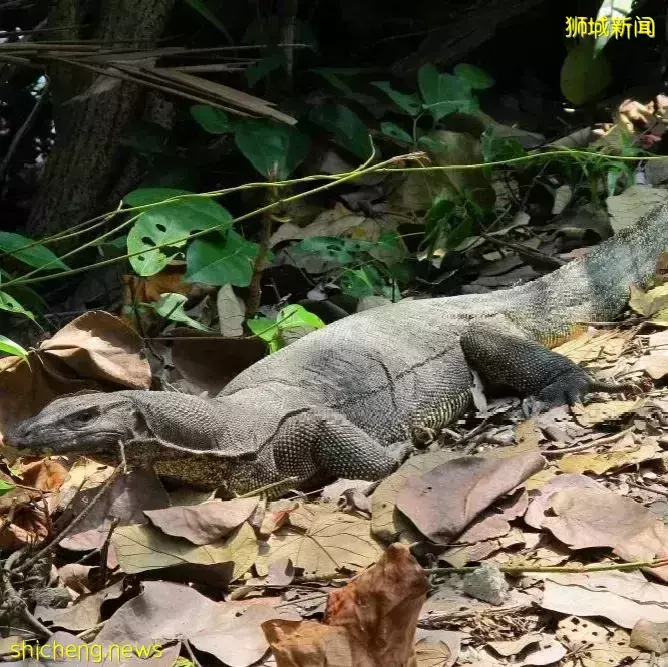 周末不懂要去哪?去新加坡TOP 3自然風光吧