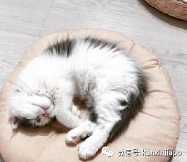 【下周活动】雪糕买一送一、单人火锅$9.9起、黛珂精华液买一送三